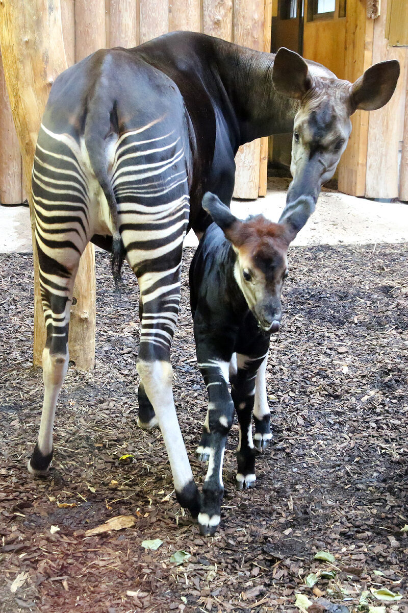 Okapi-Jungtier mit Mutter