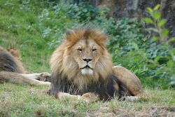 Löwe mit prächtiger Mähne im Wuppertaler Zoo