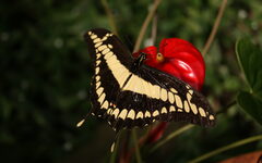 Ein Schwalbenschwanz auf einer Blüte, wie er während der Lebend-Schmetterling-Ausstellung zu sehen sein wird
