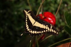 Ein Schwalbenschwanz auf einer Blüte, wie er während der Lebend-Schmetterling-Ausstellung zu sehen sein wird