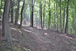 Wald in Wuppertal