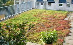 Ein Dach mit Grünpflanzen und Geländer