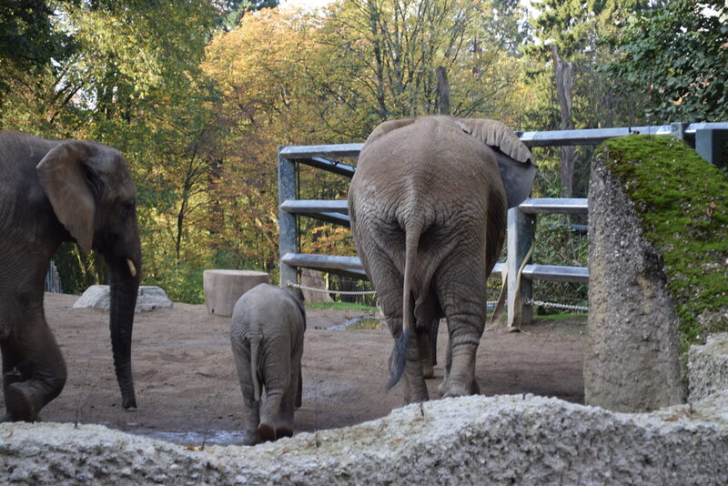 Vom Restaurant kann man direkt aufs Elefantengehege schauen. Ende April hat das Elefantenbaby Gus das Licht der Welt im Wuppertaler Zoo erblickt.