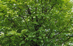 Ein Baum mit vielen grünen Blättern