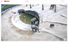 Ausschnitt aus dem Youtube-Livestream: Elefanten am Wasserloch
