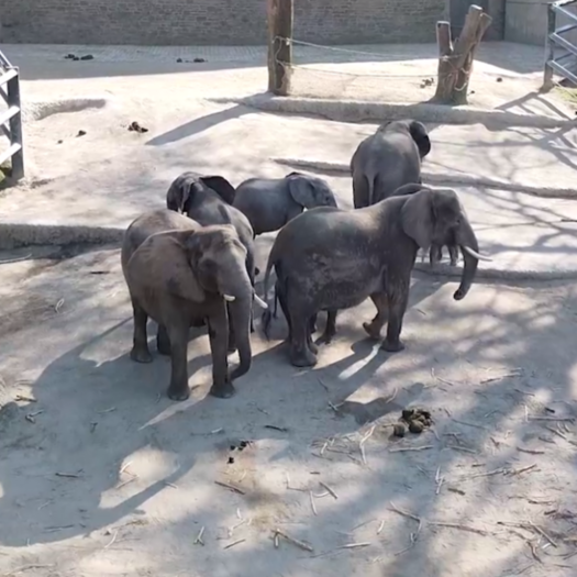 Die Elefanten von oben