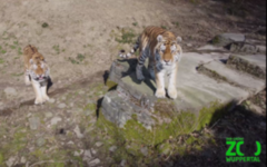 Zwei Tiger schauen in die Kamera