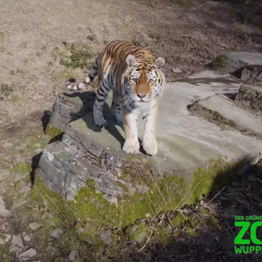 Zwei Tiger schauen in die Kamera