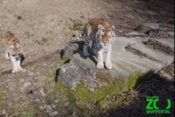 Zwei Tiger schauen in die Kamera