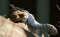 Leopard hat die Augen zu und sonnt sich liegend