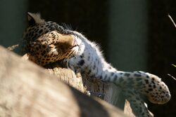 Leopard hat die Augen zu und sonnt sich liegend