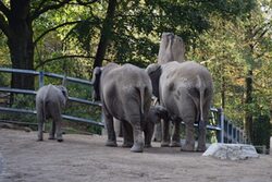 Elefanten von hinten fotografiert