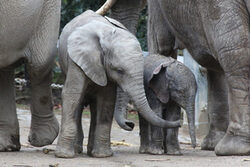 Junge Elefanten im Wuppertaler Zoo