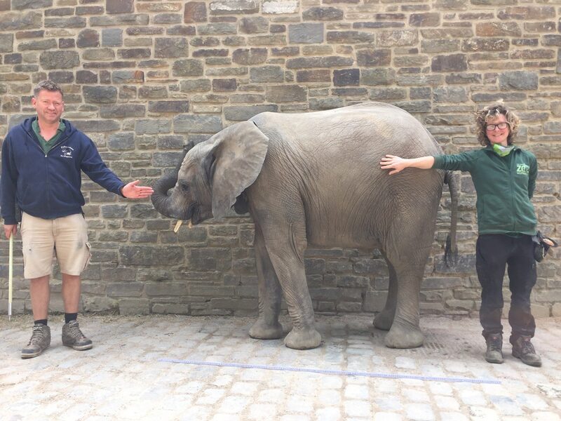 Babyelefant Tuffi mit Tierpflegern im Grünen Zoo