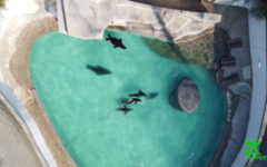 Screenshot aus dem Video: Seelöwen im Becken, von oben mit der Drohne gefilmt