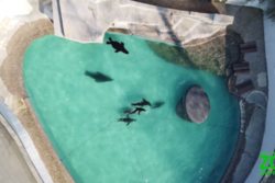 Screenshot aus dem Video: Seelöwen im Becken, von oben mit der Drohne gefilmt