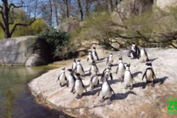 Screenshot aus dem Drohnenvideo: Pinguine am Ufer