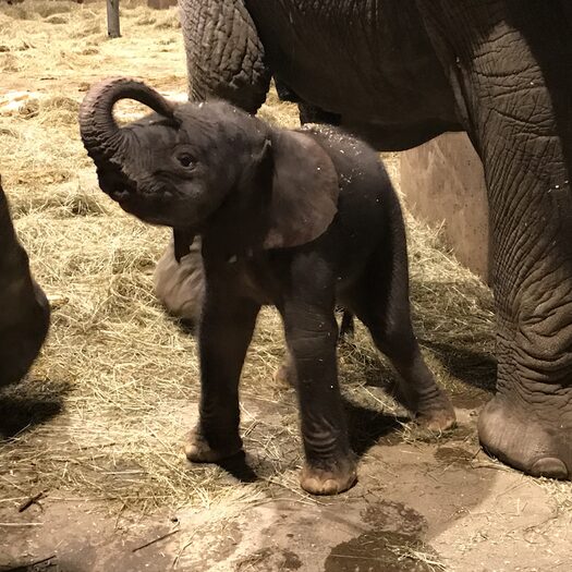 Elefantenbaby Kimana