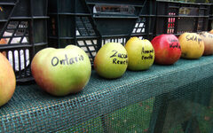 Verschiedene Apfelsorten werden von Äpfeln mit Aufschrift repräsentiert