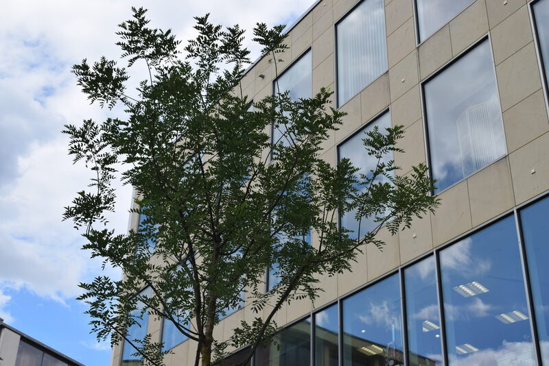 Die neuen Schnurbäume lassen den Blick auf die Hausfassaden frei