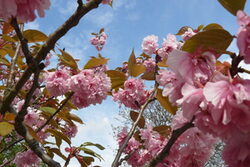 Rosa Kirchschblüten an Ästen vor blauem Himmel