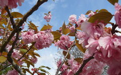 Rosa Kirchschblüten an Ästen vor blauem Himmel