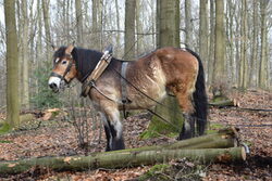 Ein Pferd wird, wenn möglich, zum Abtransport von Baumstämmen eingesetzt