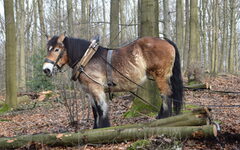 Ein Pferd wird, wenn möglich, zum Abtransport von Baumstämmen eingesetzt