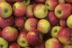 Das Bild zeigt viele gelb-rote Äpfel