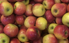 Das Bild zeigt viele gelb-rote Äpfel