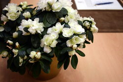 Weiße Blumen auf einem Tisch