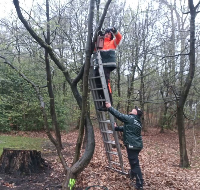 Mitarbeiter der Stadt bringen einen Nistkasten an einem Baum an