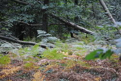 Ein Waldstück mit umgestürzten Baumstämmen und Farn