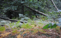 Ein Waldstück mit umgestürzten Baumstämmen und Farn