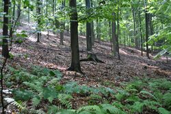 Blick in einen Wald mit Farn und Blättern auf dem Boden