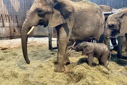 Das gerade geborene Elefantenkalb mit seiner Mutter