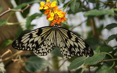 Ein schwarz-weißer Schmetterling sitzt an gelb-orangefarbenen Blüten