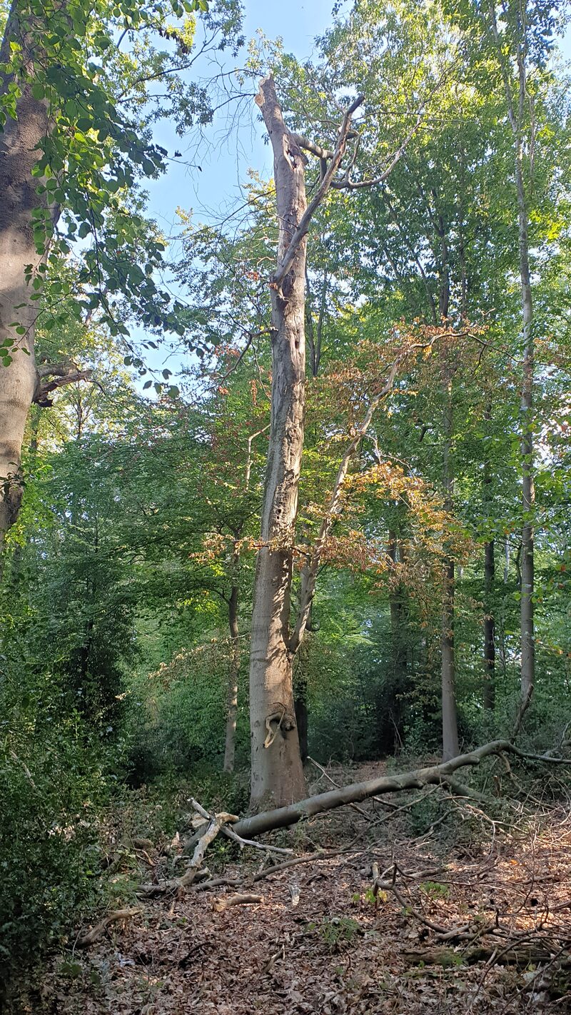 abgestorbener Baum auf der Königshöhe