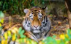 Der Tigerkater "Kasimir" aus dem Duisburger Zoo lebt jetzt in Wuppertal.