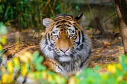 Der Tigerkater "Kasimir" aus dem Duisburger Zoo lebt jetzt in Wuppertal.