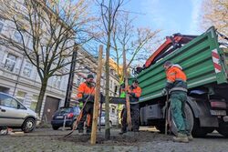 Mitarbeiter der Stadt setzen den Baum in die Erde.