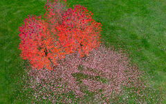 Roter Baum auf der Wiese mit abgefallenen Blättern