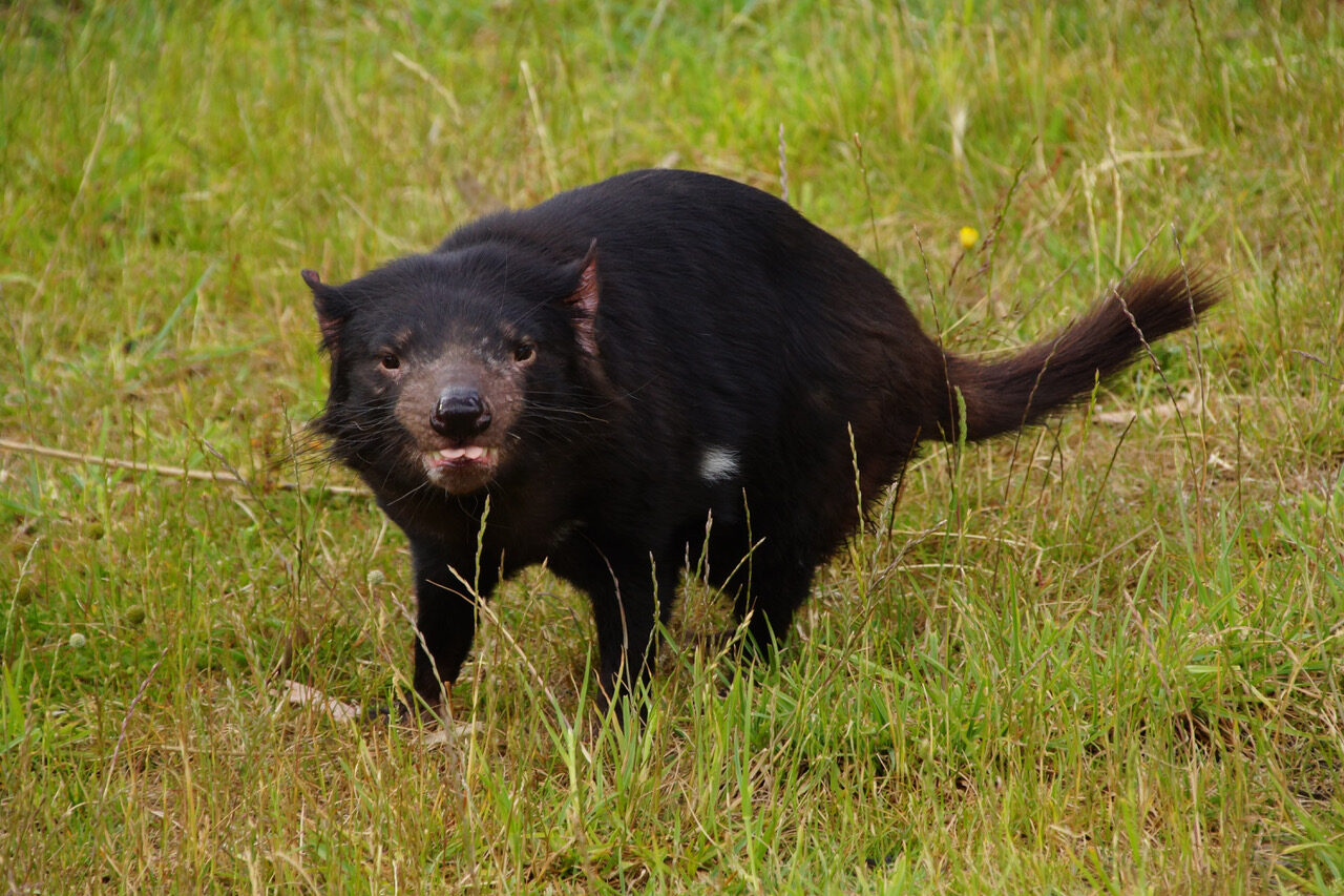 Tasmanien im Botanischen Garten Wuppertal