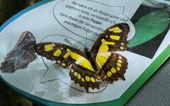 Ein Schmetterling sitzt auf einem Infoblatt