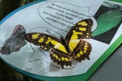 Ein Schmetterling sitzt auf einem Infoblatt