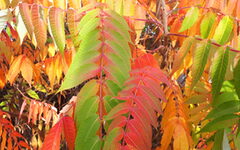 Rote und gelbe Blätter