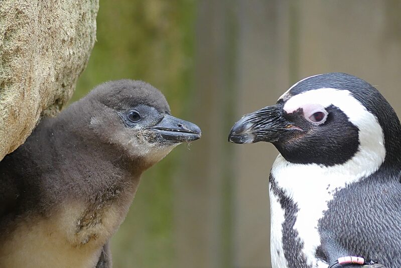 Ein Pinguin und ein Pinguin-Jungtier.