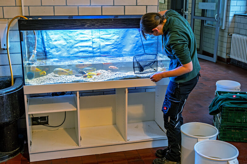 Fische werden mithilfe eines Keschers von einer Person aus einem Aquarium gefischt.