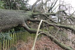 Ein umgestürzter Baum