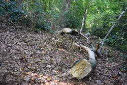ein abgestorbener Baum im Wald